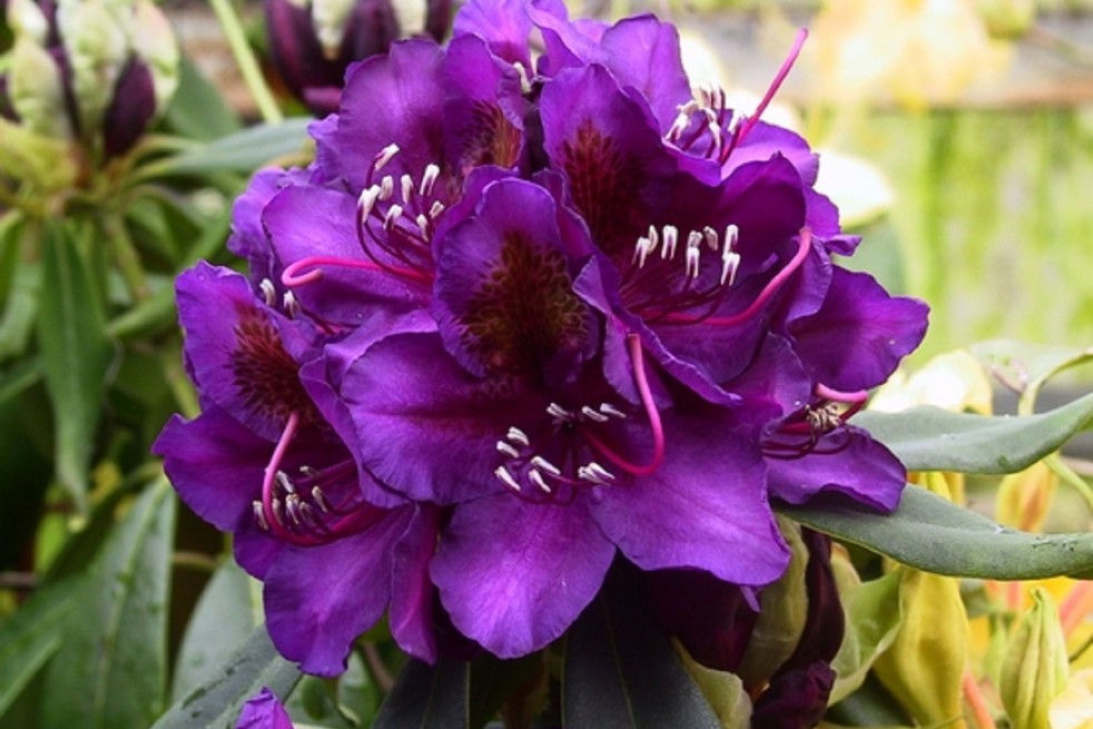 Rhododendron Marcel Menard