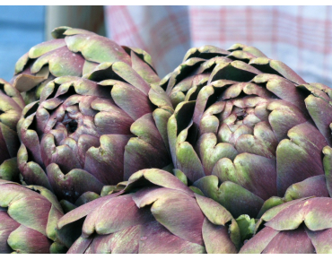 Seeds Purple artichoke - Cynara Scolymus