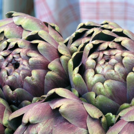 Seeds Purple artichoke - Cynara Scolymus