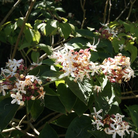 Japanischer Losbaum - Clérodendron Trichotomum