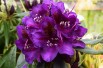 Rhododendron Marcel Menard Rhododendron Marcel Menard