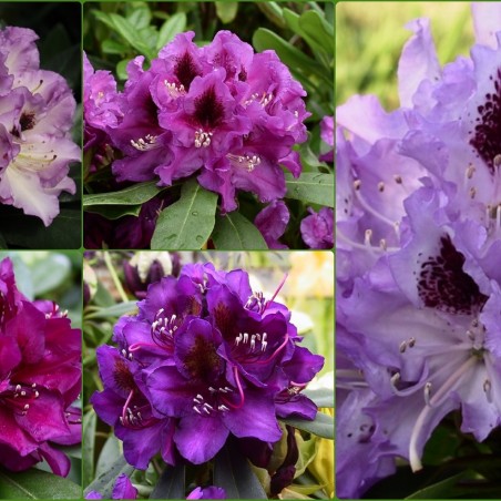 Collectie van 5 paarse Rhododendrons