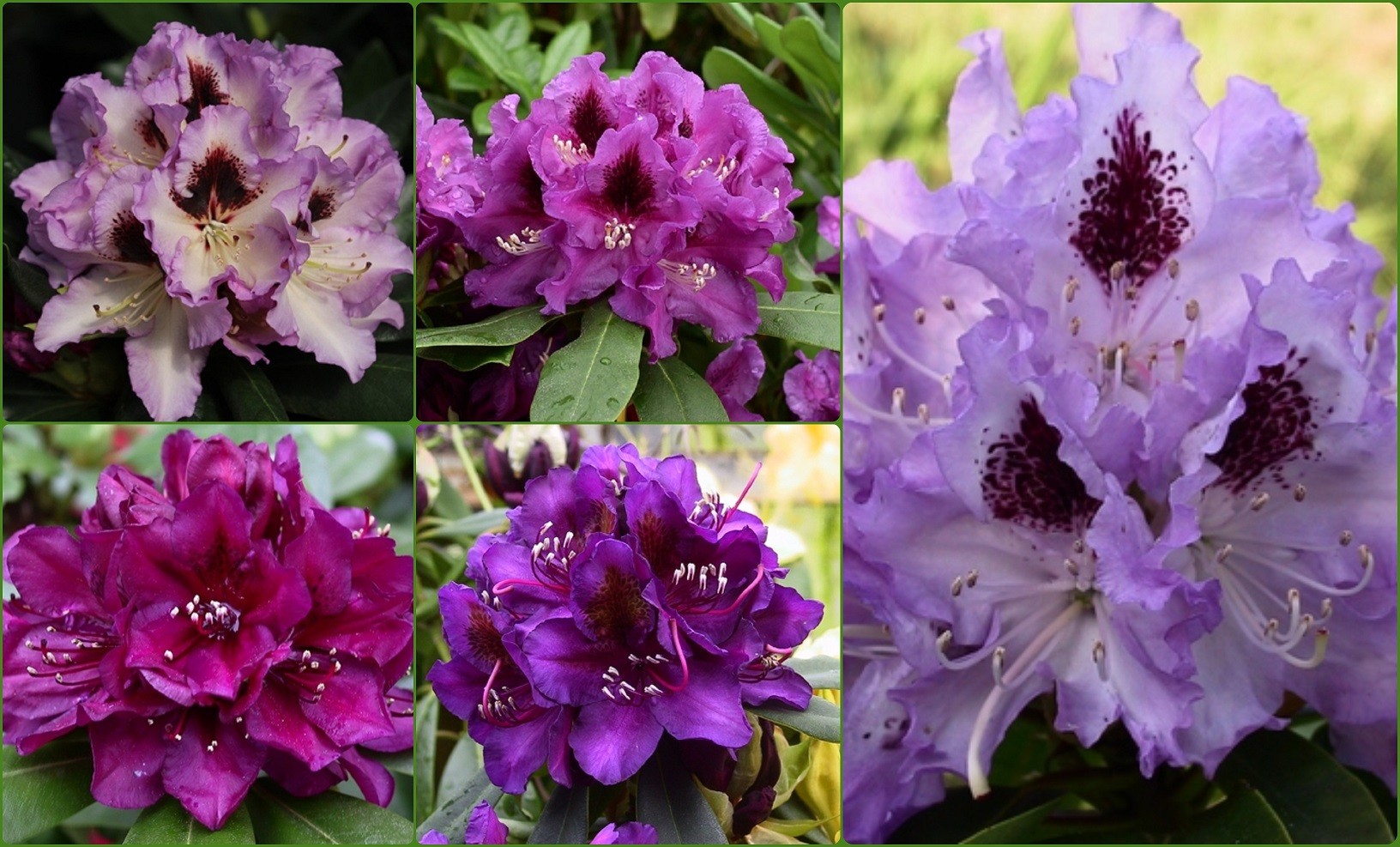 The collection of 5 purple Rhododendrons