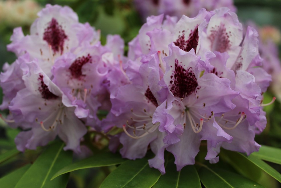 Rhododendron Blue Peter