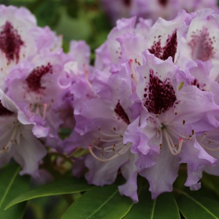 Rhododendron Blue Peter
