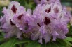 Rhododendron Blue Peter