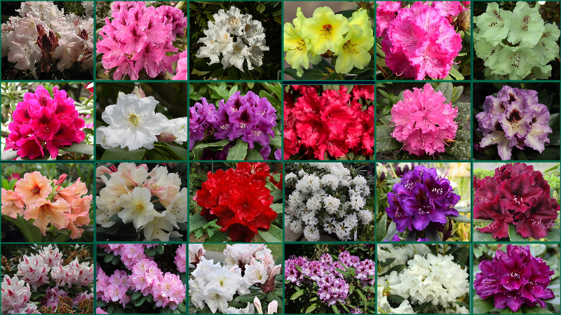 The collection of 25 Rhododendrons