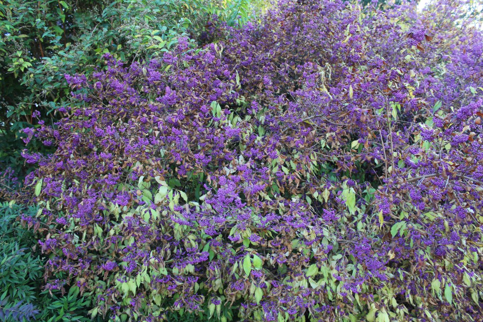 Arbuste aux bombons Arbuste aux bombons