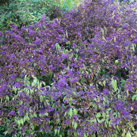 Arbuste aux bombons