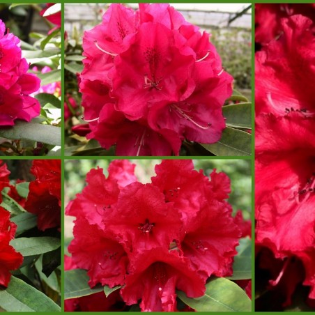 Collection of 5 red Rhododendrons