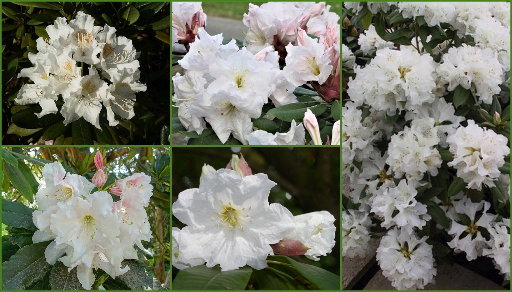 The collection of 5 white Rhododendrons