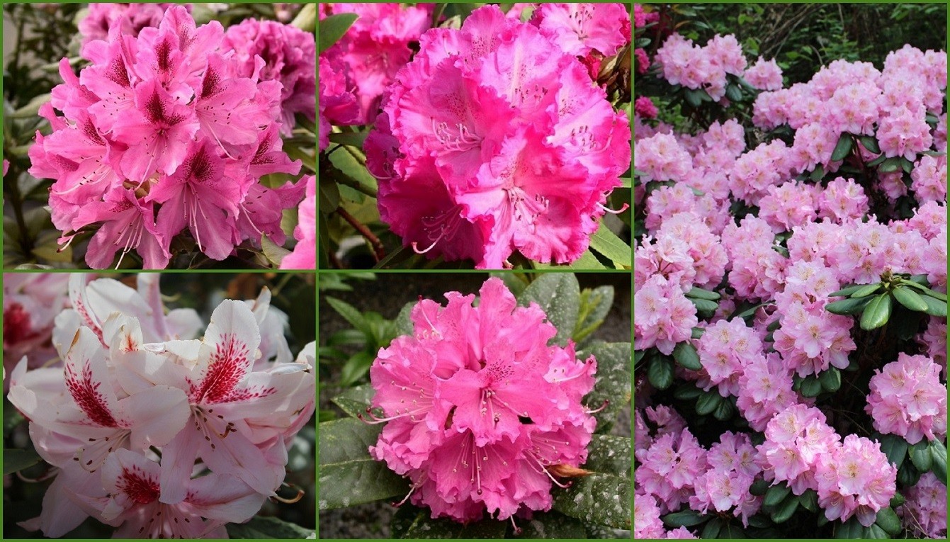 Die Sammlung von 5 rosa Rhododendren