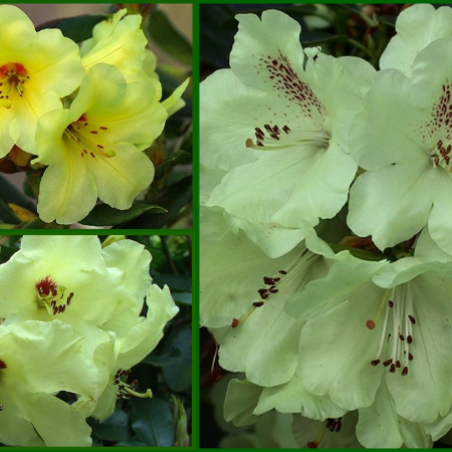 Sammlung von 3 gelbe Rhododendren