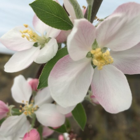Pommier Api étoilée® - Malus domestica Apistar®