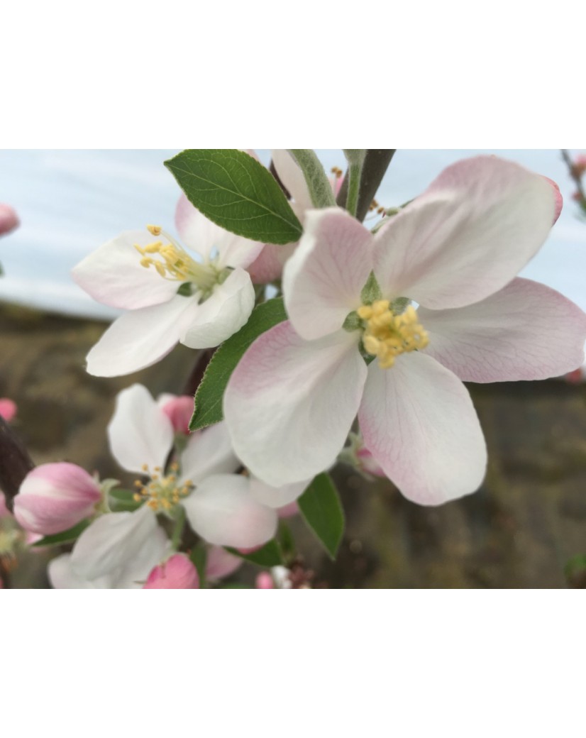 Apistar® apple tree - Malus domestica Apistar®