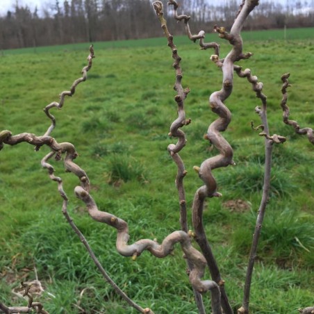 Acacia nain tortueux - Robinia pseudoacacia Twisty Baby - Lace Lady