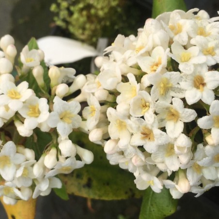 Viorne de Burkwood - Viburnum burkwoodii