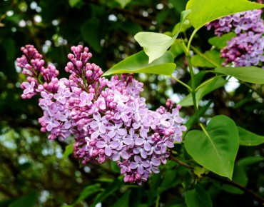 Lilac Amethyst