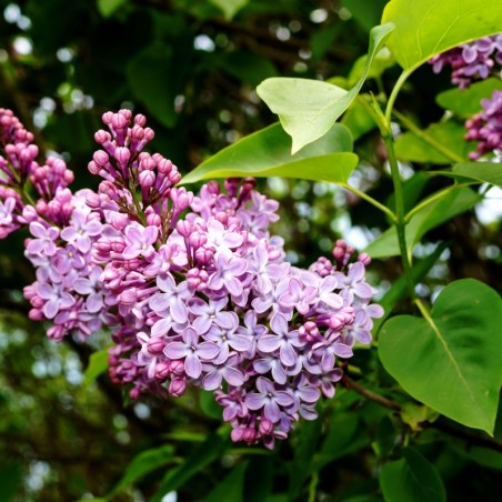 Lilac Amethyst - Syringa vulgaris Amethyst