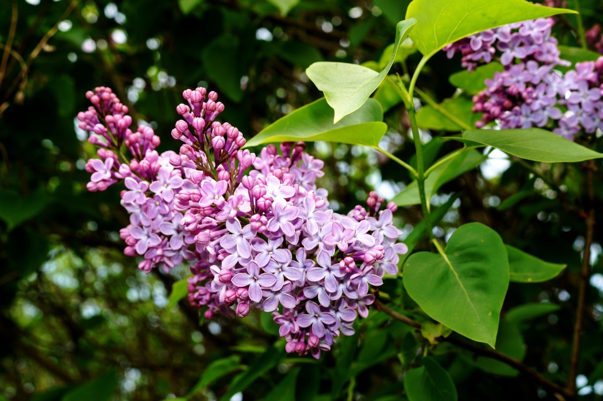 Lilac Amethyst