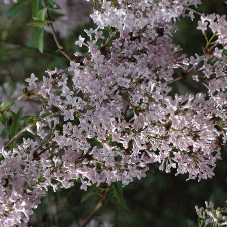 Perzische sering - Syringa persica