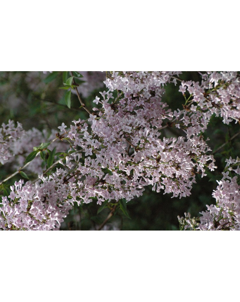 Lilas de Perse - Syringa persica