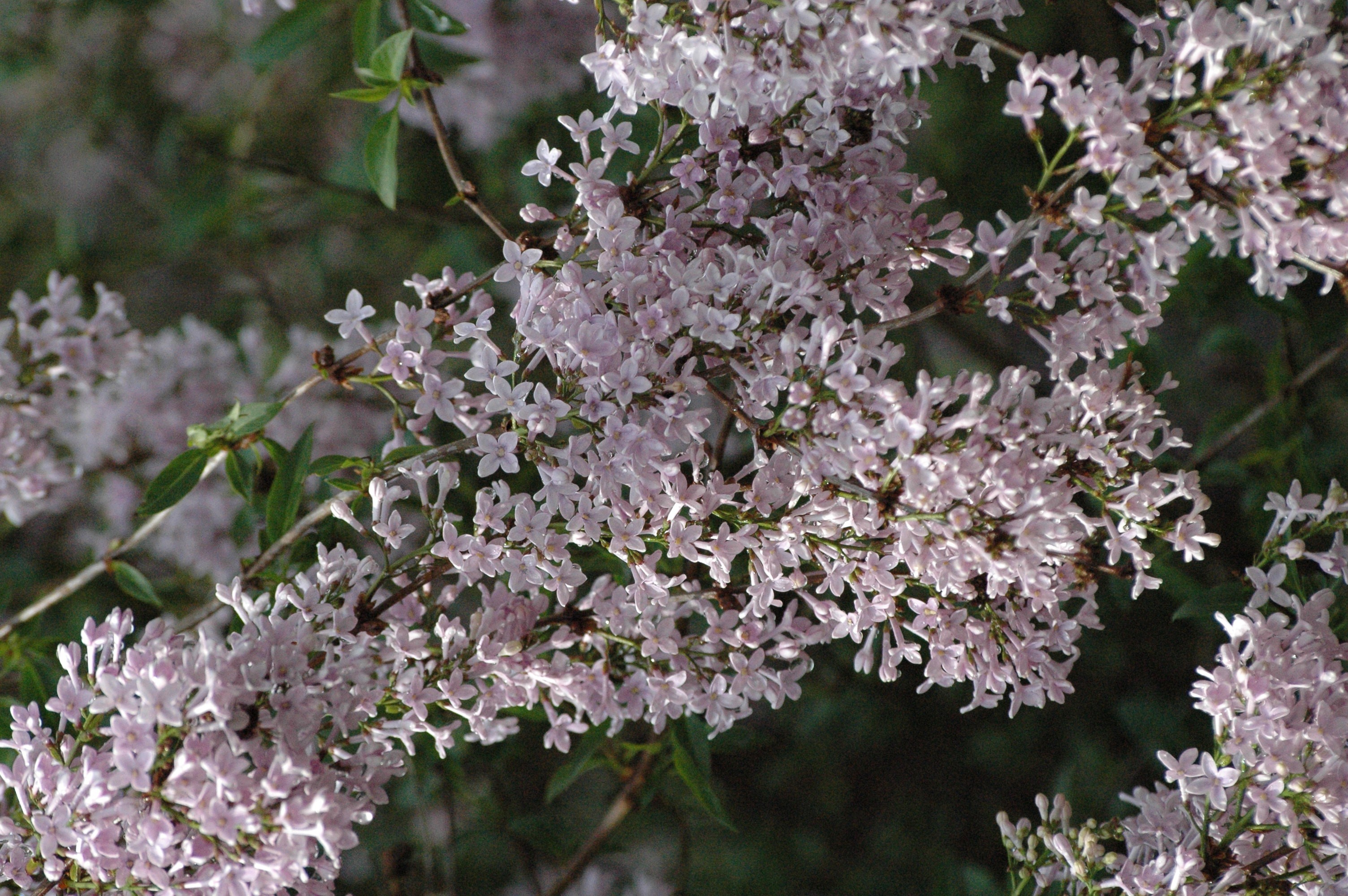 Persian lilac
