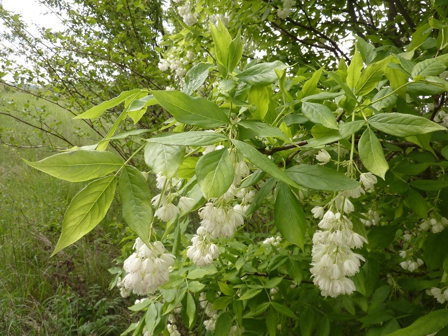 European bladdernut