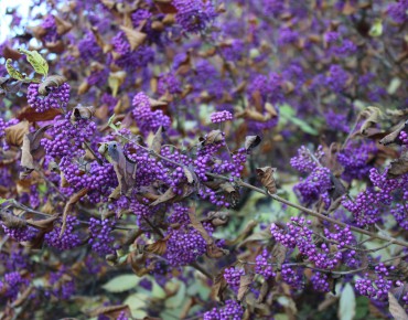 Bodinier's beautyberry