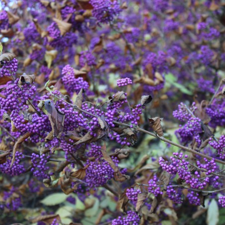 Schoonvrucht  - Callicarpa Bodinieri Profusion