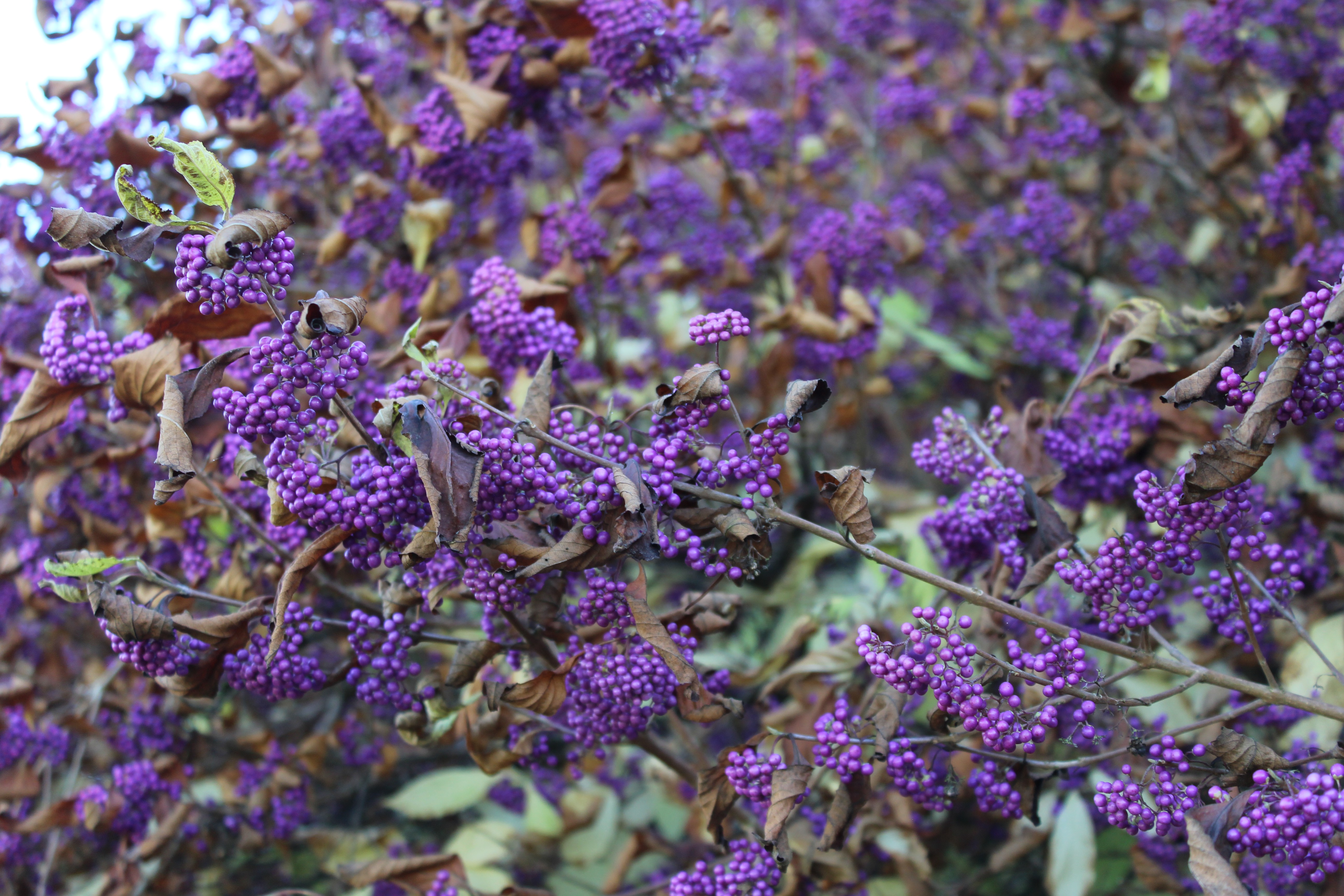 Bodinier's beautyberry