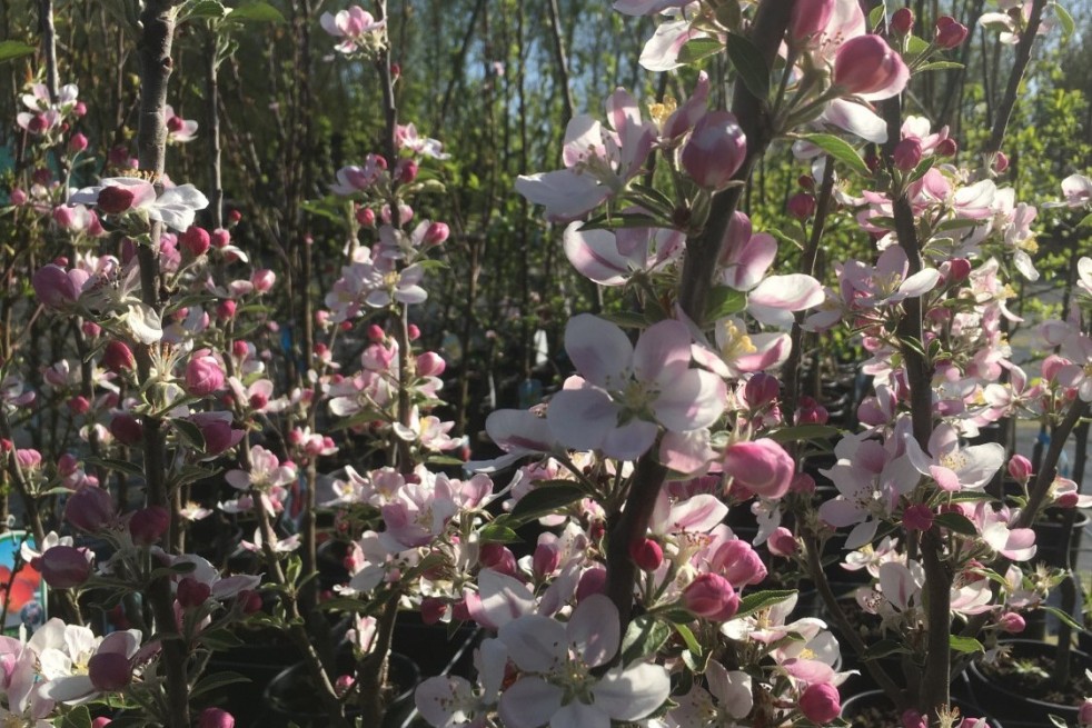 Malus domestica Karneval® - Jardins du Monde.be