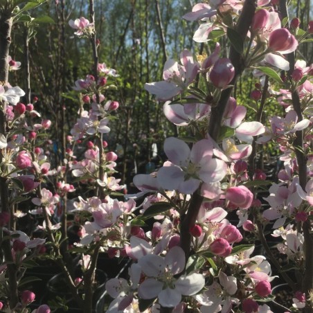 Malus domestica Karneval® - Jardins du Monde.be