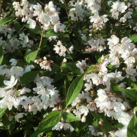 Kalmiendeutzie - Deutzia Purpurascens Kalmiiflora