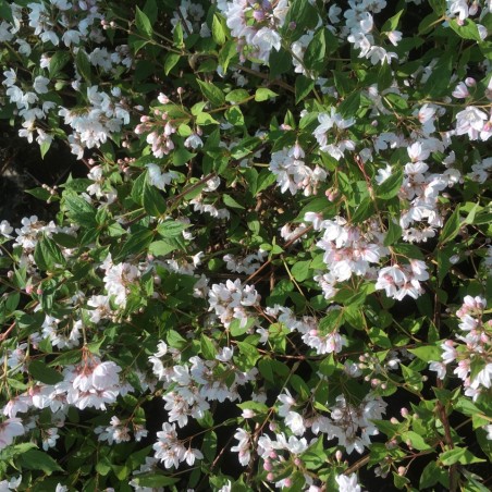 Kalmiendeutzie - Deutzia Purpurascens Kalmiiflora