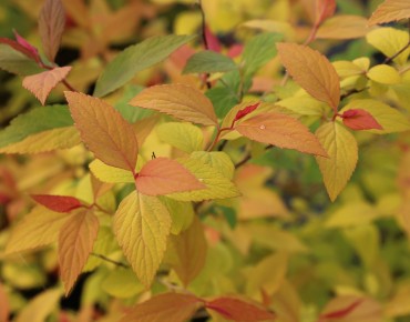 Spiraea japonica Goldflame feuillage printemps
