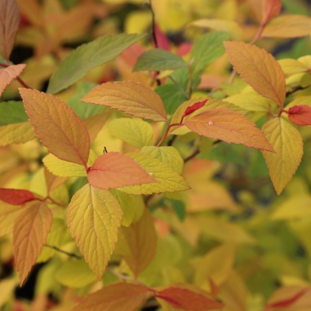 Japanese spirea Goldflame - Spiraea japonica Goldflame