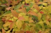 Spiraea japonica Goldflame feuillage printemps