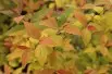 Spiraea japonica Goldflame feuillage printemps