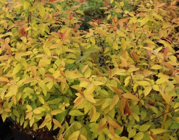 Japanese spirea Goldflame - Spiraea japonica Goldflame