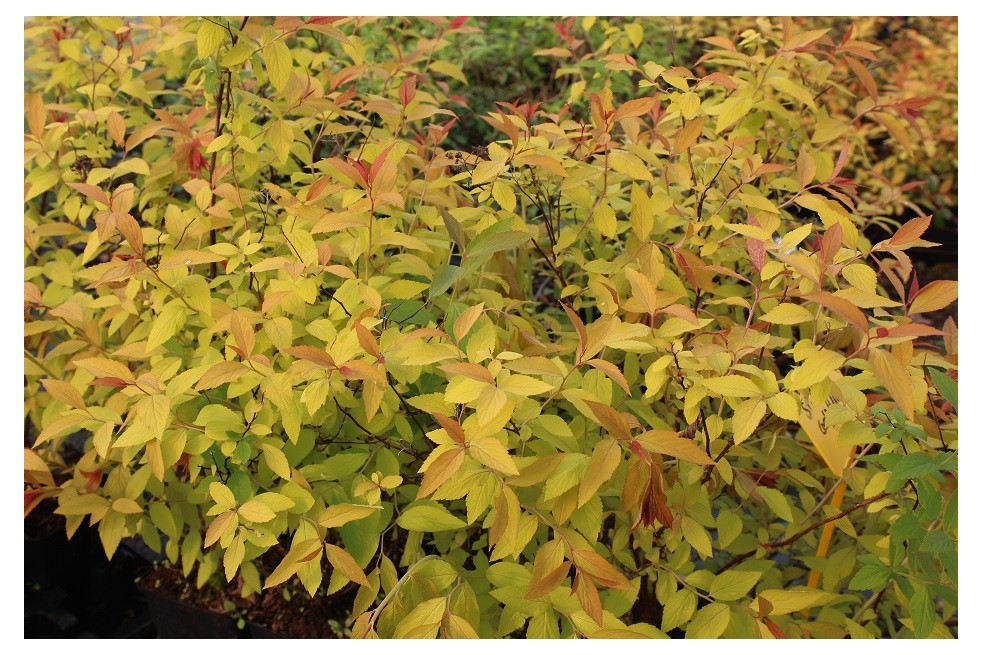 Spiraea japonica Goldflame feuillage printemps