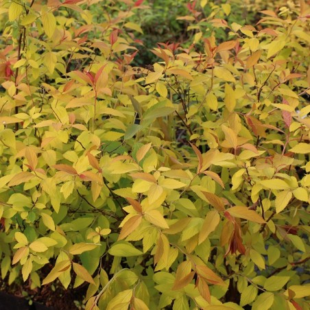 Japanse spierstruik Goldflame - Spiraea japonica Goldflame