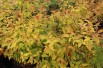 Spiraea japonica Goldflame feuillage printemps