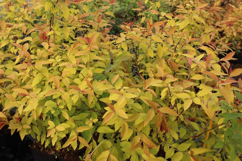 Japanischer Spierstrauch Goldflame - Spiraea japonica Goldflame