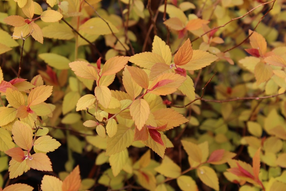 Spiraea Japonica Firelight feuillage printemps