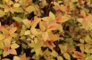 Spiraea Japonica Firelight feuillage printemps