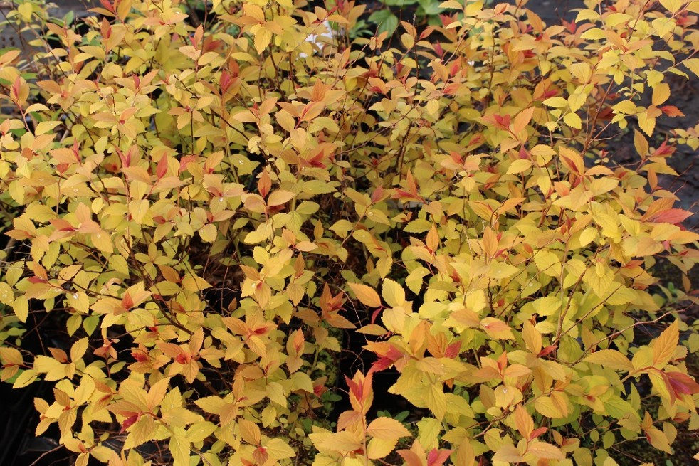 Spiraea Japonica Firelight feuillage printemps