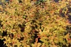 Spiraea Japonica Firelight feuillage printemps