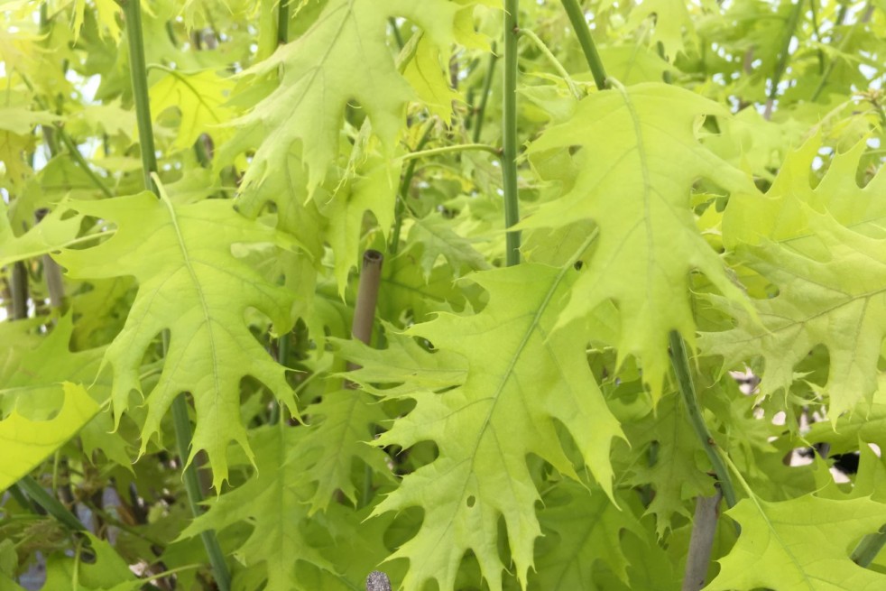 Quercus rubra Boltes Gold