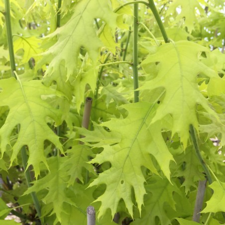 Amerikanische Rot-Eiche Boltes Gold - Quercus rubra Boltes Gold